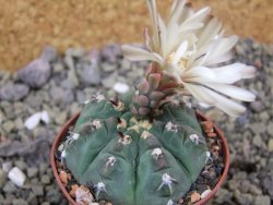 Gymnocalycium vatteri unguispinum, pot 7 cm - 12399968