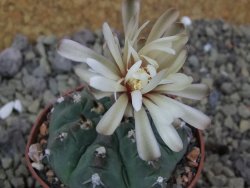 Gymnocalycium vatteri unguispinum, pot 7 cm - 12399969