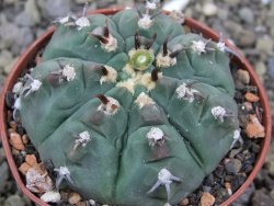 Gymnocalycium vatteri unguispinum, pot 7 cm - 12399970