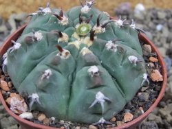 Gymnocalycium vatteri unguispinum, pot 7 cm - 12399971