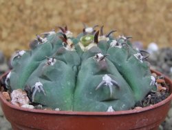 Gymnocalycium vatteri unguispinum, pot 7 cm - 12399972