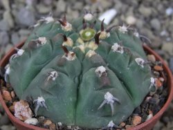 Gymnocalycium vatteri unguispinum, pot 7 cm - 12399973