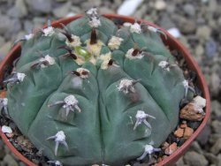 Gymnocalycium vatteri unguispinum, pot 7 cm