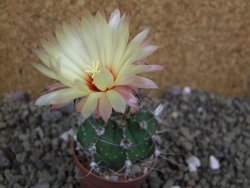 Astrophytum Z Jasenné pot 5,5 cm - 12399975