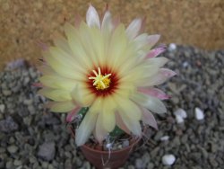 Astrophytum Z Jasenné pot 5,5 cm - 12399976