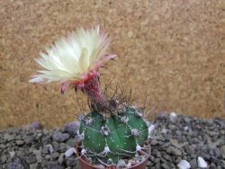 Astrophytum Z Jasenné pot 5,5 cm - 12399977