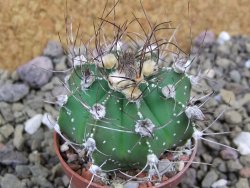 Astrophytum Z Jasenné pot 5,5 cm