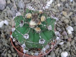 Astrophytum Z Jasenné pot 5,5 cm - 12399979