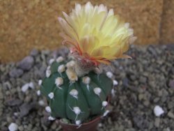 Astrophytum Z Jasenné pot 5,5 cm - 12399980