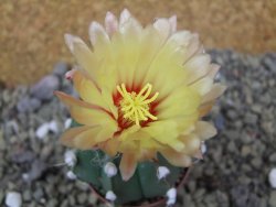 Astrophytum Z Jasenné pot 5,5 cm - 12399981