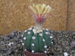 Astrophytum Z Jasenné pot 5,5 cm - 12399982