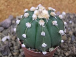 Astrophytum Z Jasenné pot 5,5 cm