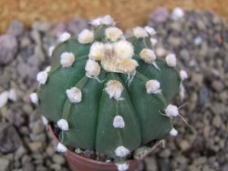 Astrophytum Z Jasenné pot 5,5 cm - 12399984