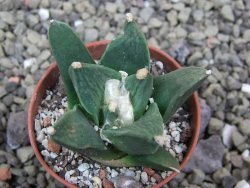 Ariocarpus retusus scapharostroides San Francisco pot 5,5 IA