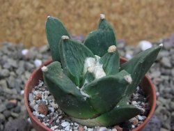 Ariocarpus retusus scapharostroides San Francisco pot 5,5 IA - 12399986