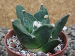 Ariocarpus retusus scapharostroides San Francisco pot 5,5 IA - 12399987