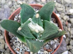 Ariocarpus retusus scapharostroides San Francisco pot 5,5 IA - 12399988