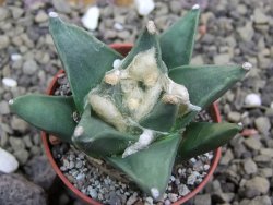 Ariocarpus retusus scapharostroides San Francisco pot 5,5 IA