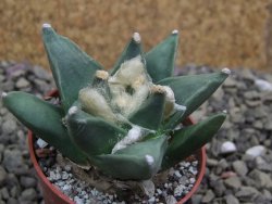 Ariocarpus retusus scapharostroides San Francisco pot 5,5 IA - 12399990