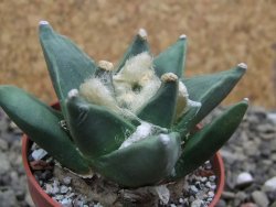 Ariocarpus retusus scapharostroides San Francisco pot 5,5 IA - 12399991