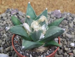 Ariocarpus retusus scapharostroides San Francisco pot 5,5 IA - 12399992