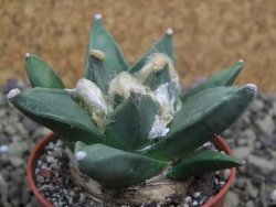 Ariocarpus retusus scapharostroides San Francisco pot 5,5 IA - 12399993