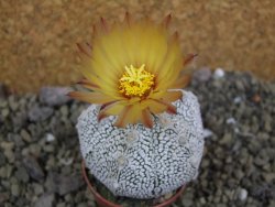 Astrophytum X Super Kabuto pot 5,5 cm - 12400000