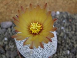 Astrophytum X Super Kabuto pot 5,5 cm - 12400001