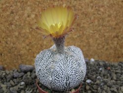 Astrophytum X Super Kabuto pot 5,5 cm - 12400002