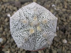 Astrophytum X Super Kabuto pot 5,5 cm - 12400003