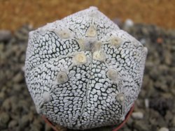 Astrophytum X Super Kabuto pot 5,5 cm - 12400004