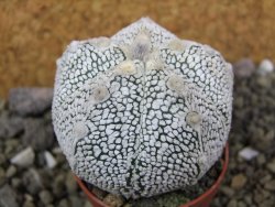 Astrophytum X Super Kabuto pot 5,5 cm - 12400005