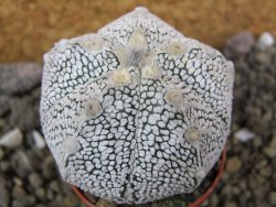 Astrophytum X Super Kabuto pot 5,5 cm