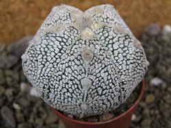 Astrophytum X Super Kabuto pot 5,5 cm - 12400007