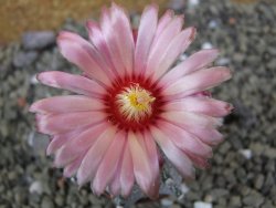 Astrophytum capricorne X red flower oibo akabana, pot 5,5 cm - 12400009