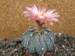 Astrophytum capricorne X red flower oibo akabana, pot 5,5 cm - 12400010