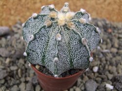 Astrophytum capricorne X red flower oibo akabana, pot 5,5 cm - 12400011