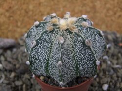 Astrophytum capricorne X red flower oibo akabana, pot 5,5 cm - 12400012