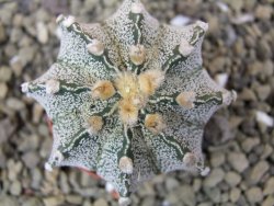 Astrophytum capricorne X red flower oibo akabana, pot 5,5 cm - 12400013