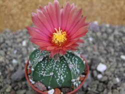 Astrophytum niveum X red flower oibo akabana, pot 5,5 cm