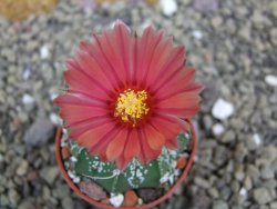 Astrophytum niveum X red flower oibo akabana, pot 5,5 cm - 12400022