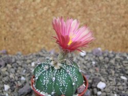 Astrophytum niveum X red flower oibo akabana, pot 5,5 cm - 12400023