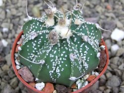 Astrophytum niveum X red flower oibo akabana, pot 5,5 cm - 12400024