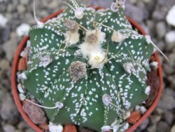 Astrophytum niveum X red flower oibo akabana, pot 5,5 cm - 12400025