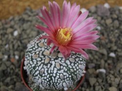 Astrophytum Super Kabuto X red flower oibo akabana, pot 5,5 cm