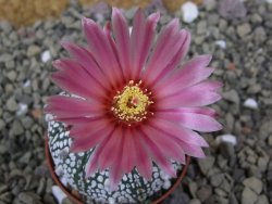 Astrophytum Super Kabuto X red flower oibo akabana, pot 5,5 cm - 12400027