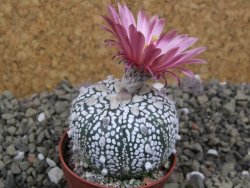 Astrophytum Super Kabuto X red flower oibo akabana, pot 5,5 cm - 12400028