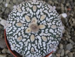 Astrophytum Super Kabuto X red flower oibo akabana, pot 5,5 cm - 12400029