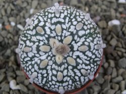 Astrophytum Super Kabuto X red flower oibo akabana, pot 5,5 cm - 12400030