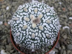 Astrophytum Super Kabuto X red flower oibo akabana, pot 5,5 cm - 12400031